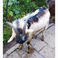 Продам цапа, козла, місто Львів