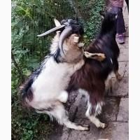 Продам цапа, козла, місто Львів