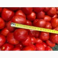Продам помидор 3402