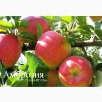 Продаем саженцы яблони, груши, айвы