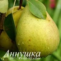 Продаем саженцы яблони, груши, айвы