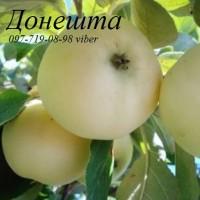 Продаем саженцы яблони, груши, айвы