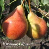 Продаем саженцы яблони, груши, айвы