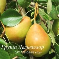 Продаем саженцы яблони, груши, айвы