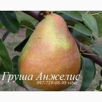 Продаем саженцы яблони, груши, айвы
