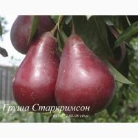 Продаем саженцы яблони, груши, айвы