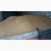 Продажа кукурузы