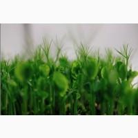 Продам микрозелень крупным оптом
