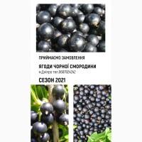 Ягоди чорної смородини, ЗБІР 2021