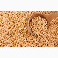 Куплю горох жовтий