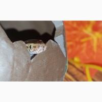 Эксклюзивная африканская змея. Ручная домовая змея для начинающих и детей, самцы