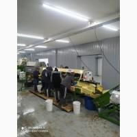 Линия мойки, очистки от кожуры, замачивания, переборки, фасовки, вакуумной упаковки овощей
