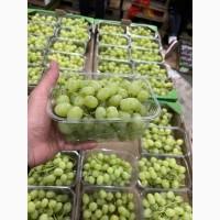 Продам білий, синій виноград, сорт кіш-міш, Іспанія