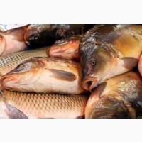 Жива риба опт