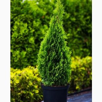 Продам тую западную колоновидную Смарагд