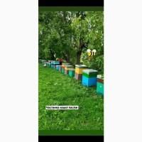 Продам бджолопакети