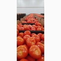 Продам помидоры тепличный в Польше