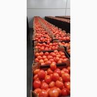 Продам помидоры тепличный в Польше