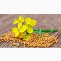 Гірчиця біла