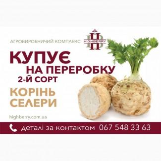 Закуповуємо корінь селери для переробки 2 гатунку