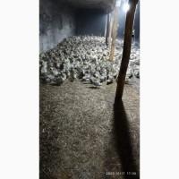 Качки під забій