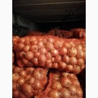 Продам цибулю оптом