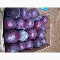 Продам фіолетову капусту