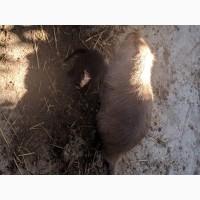 Нутрії, самки, молодняк