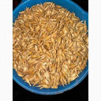 Купуємо СПЕЛЬТУ