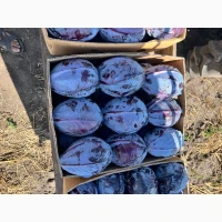 Продам капусту якість супер