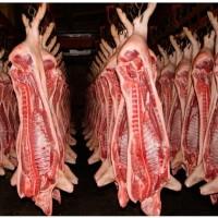 ТОВ ФЛЕТВАЙТ Закуповує напівтуші свинячі, також купуєм свиноматку