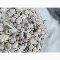 Продам часник, сорт Любаша 3.5-4.5