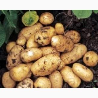 Насіннєва картопля Гранада Київська область купити, роздріб від 10 кг