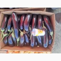Продам баклажан оптом з поля