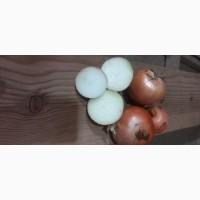 Продаж цибулі велика кількість опт, роздріб з ПДВ (буряк, морква)