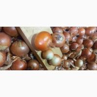 Продаж цибулі велика кількість опт, роздріб з ПДВ (буряк, морква)