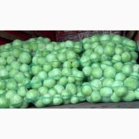 Капуста Агресор