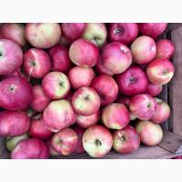 Продам яблука сорту Айдарет