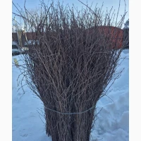 Куплю березові гілки