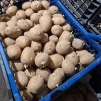 Арізона насіннєва картопля 1-2 репродукція, оптові поставки від 5 тонн