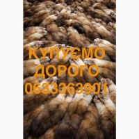 Купуємо шкіри куниці хутро куниць по всій Україні
