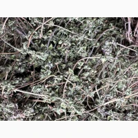 Продам чебрець культивований