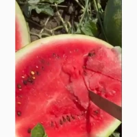 Продам арбуз сегодня