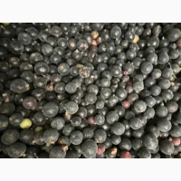 Продам чорну смородину оптом б клас