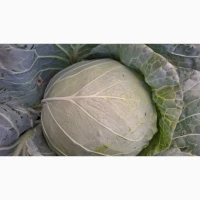 Продам капусту