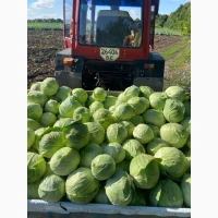 Продам капусту середню сорт глорія