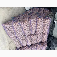 Продам картоплю сорт Бела роса
