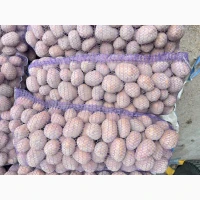 Продам картоплю сорт Бела роса
