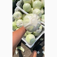 Продам товарну капусту