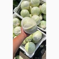 Продам товарну капусту